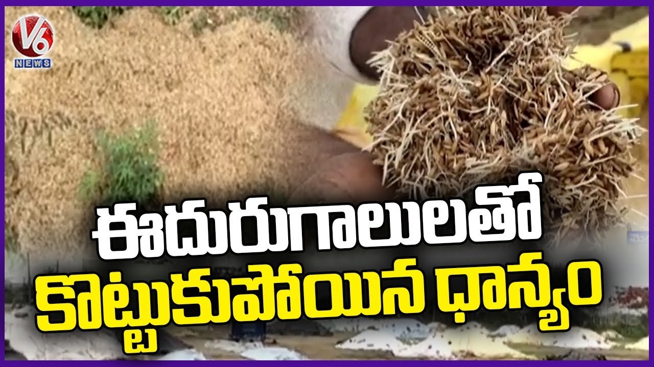 Medak Farmers Facing Problems With Heavy Rains _ V6 News (1) - video ...