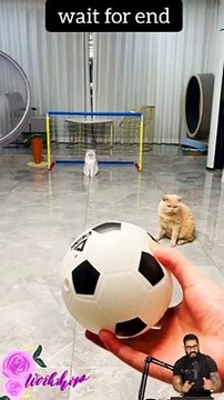 #trendingshorts #shortsvideo #shortvideos #shortsvideos #shortsvideotrends #shortsvideochannel 15 (1)