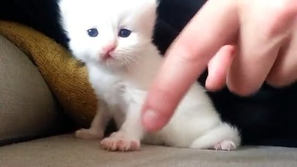 NewBorn kitten....