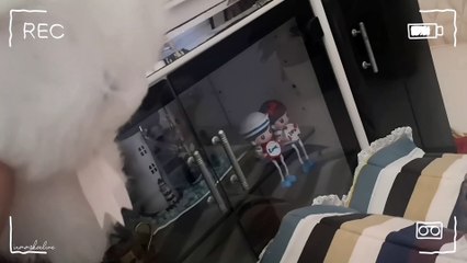 A Very Suspicious Catto! Cat 