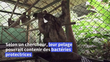 Au Costa Rica, les paresseux porteurs de l'antibiotique du futur ?