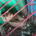 Student saves endemic Philippine Scops Owl | GMA News Feed