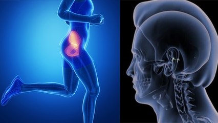 मानव शरीर की सबसे लंबी हड्डी का नाम | मानव शरीर की सबसे छोटी हड्डी का नाम | Boldsky