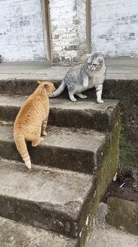 Fighter cats ||Boxing || Big Wrestling || Judo karaty