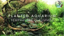 How to Maintain Aquarium Temperature, How to reduce Aquarium temperature in summer Fish Aquarium