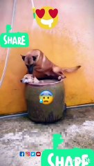 Funny Dog Videos|entertainment|cute dogs