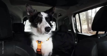 Comment faire voyager un chien en sécurité en voiture ?