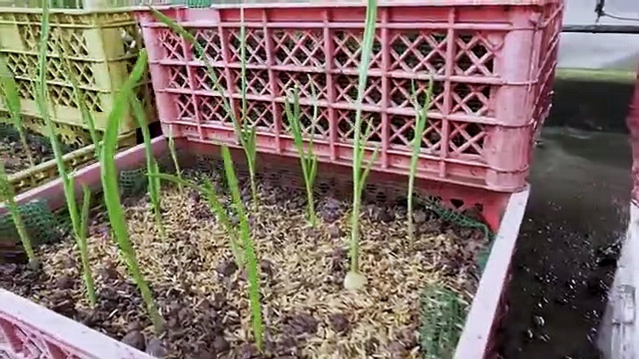 How_to_grow_garlic_in_plastic_bottles_with_water_for_many_bulbs_and_large_leaves(360p)