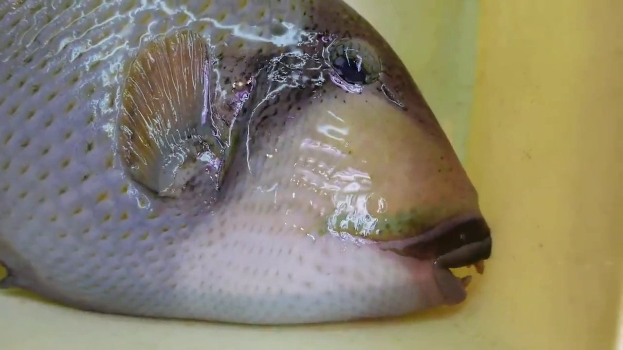 Japanese Street Food - TITAN TRIGGERFISH SASHIMI Okinawa Seafood Japan