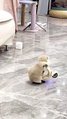 My new car #catsoftiktok #fyp #fyp>