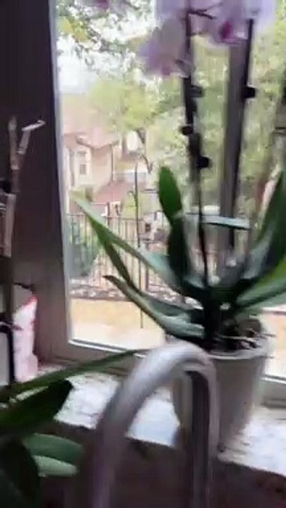 You definitely laugh trust me funniest cats expression video