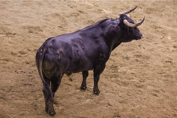 ORDEN DE LIDIA LUNES 1 DE MAYO