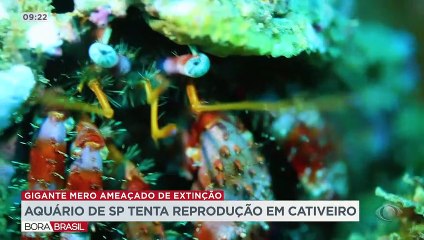 Aquário de SP tenta reprodução de peixe gigante em cativeiro 01/05/2023 10:03:00