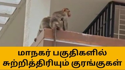 கோவை புள்ளிங்கோ குரங்குகளின் படு சேட்டை-பரபரப்பு வீடியோ!