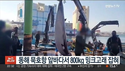 동해 묵호항 앞바다서 800kg 밍크고래 잡혀