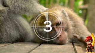 Natural Beauty : A Wild Documentary featuring Monkeys, Flowers, Fish, Insects & Tortoises