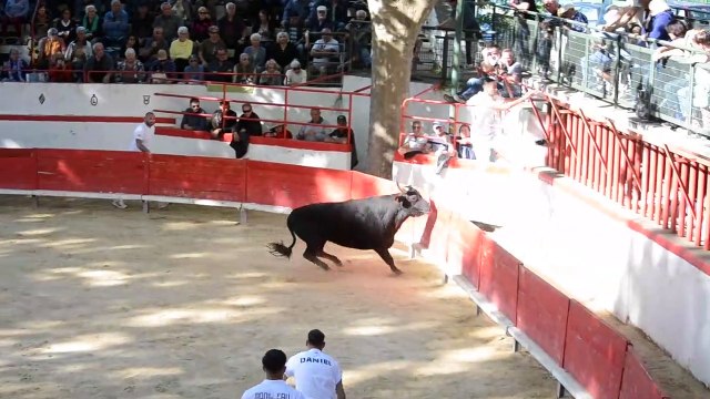 Montfrin : la saison des courses camarguaises est lancée