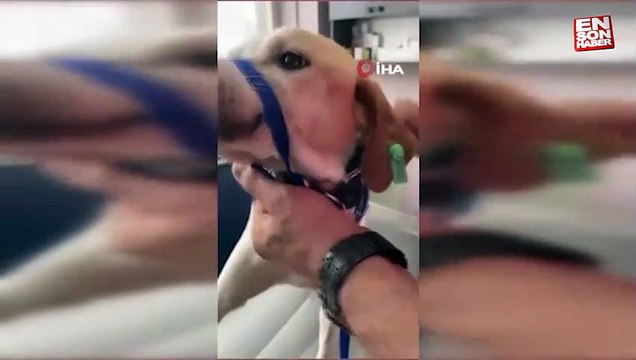 Gelibolu'da kanserli sokak köpeğinin yardımına hayvanseverler koştu