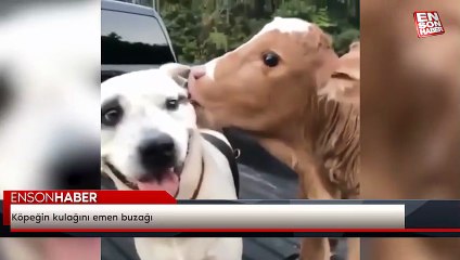 Köpeğin kulağını emen buzağı