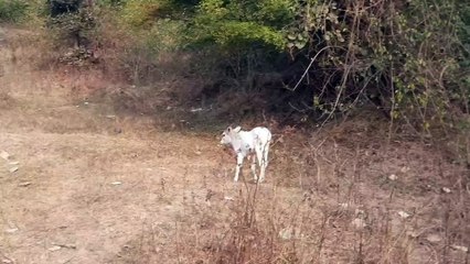 Cute Bull Calf grazing the grass   Animal ASMR