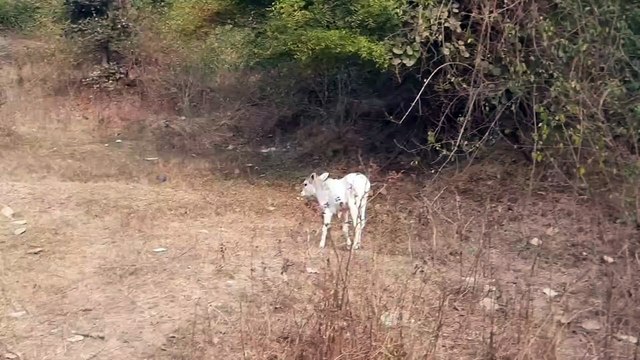 Cute Bull Calf grazing the grass Animal ASMR