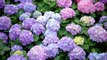 How to Make Hydrangea Flowers Multiply for a More Colorful Garden