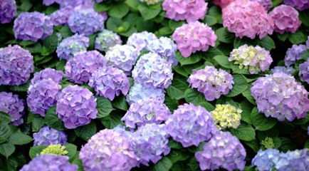 How to Make Hydrangea Flowers Multiply for a More Colorful Garden