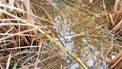 సిరిసిల్ల: భారీ వర్షాలకు పంటంతా నీటిపాలు.. రైతుల కంట కన్నీళ్లు..!