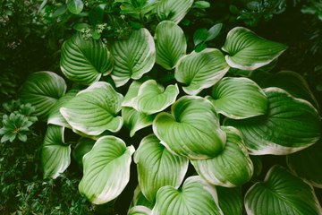 How to Plant and Grow Hostas