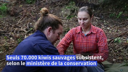 Il faut sauver le kiwi: la Nouvelle-Zélande se mobilise pour son oiseau emblématique
