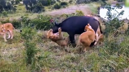 Lion Cub Injured Miserably In Buffalo's Crazy Attack - Fierce Battle Between Lion Vs Buffalo