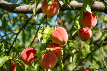 How to Grow a Peach Tree From Seed in 5 Easy Steps