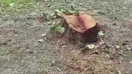 सुलतानपुर: क्षेत्रीय लकड़कट्टों द्वारा हरियाली पर चलाया जा रहा आरा, वन विभाग बना मौन