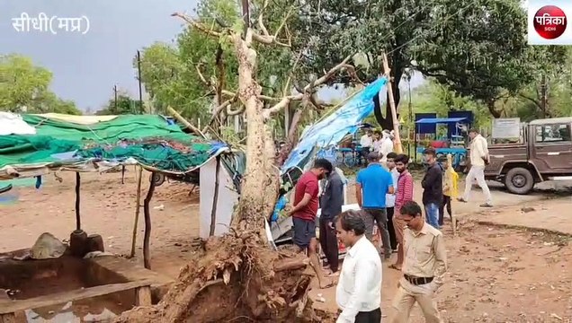 sidhi: Heavy rain accompanied by thunderstorm, many trees collapsed