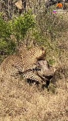 1 Warthog Fights off Leopard and 5 Hyenas