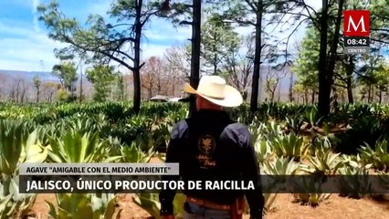 Jalisco es el único productor de raicilla, agave "amigable con el medio ambiente"