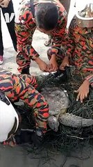 tortue marine coincee dans une toile