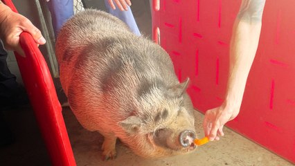 Rescuers Use Cheese Puffs To Lure 275-Pound Pig Home After Mississippi Tornado