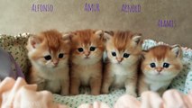 1st Month After Birth _ Four Golden Kitten _ British Shorthair Compilation