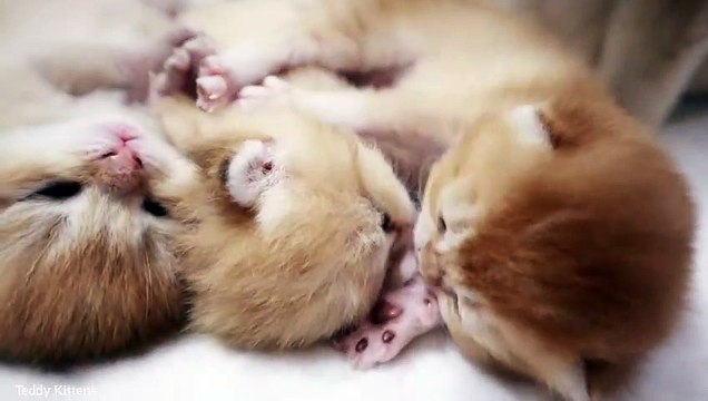 12th day after birth _ Anabel's kittens _ British Shorthair