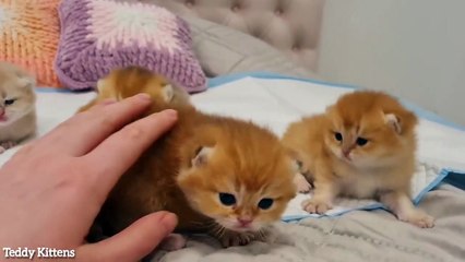15th Day After Birth _ It's time for the kittens to take a walk