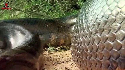 Tiger Attack Man in Forest   Royal Bengal Tiger Attack Fun Made Movie