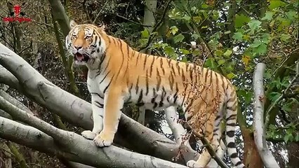 Tiger Attack Man in Forest  Tiger Attack  Fun Made Movie part - 2 (2)