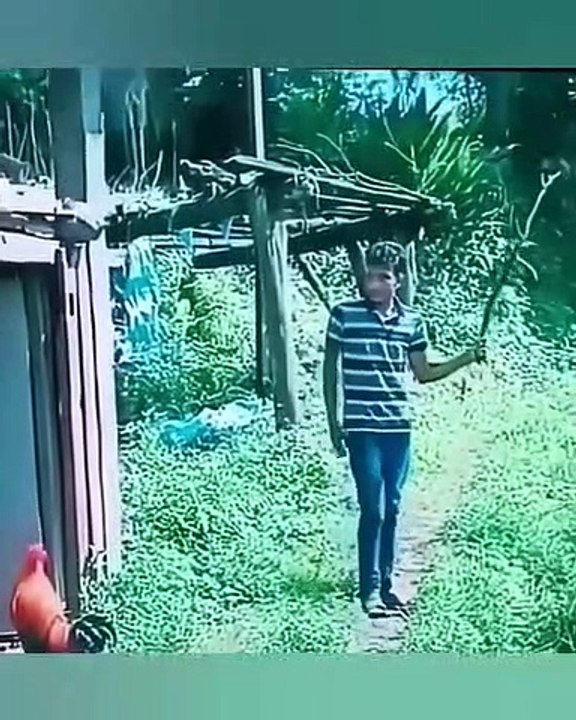 never mess with a cock.