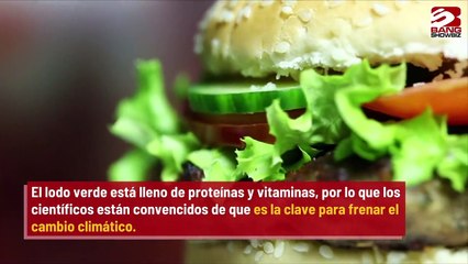 Las hamburguesas de algas podrían salvar el mundo