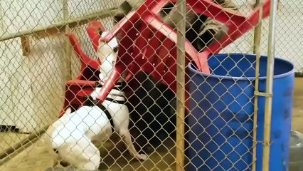 Dogo Argentino VS Mountain Lion Puma Cougar - Who would win