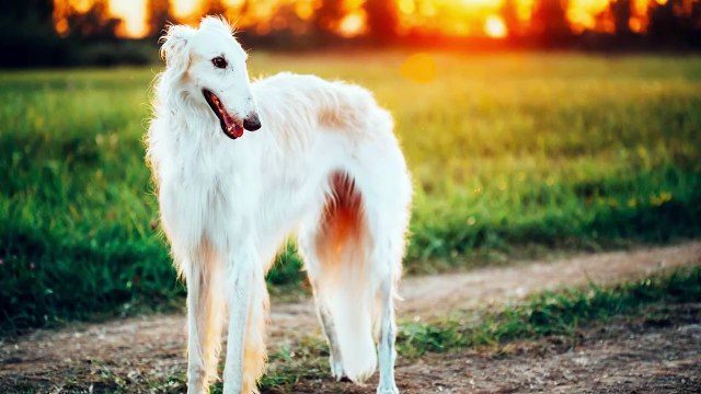 BEST OF BORZOI - THE RUSSIAN WOLFHOUND