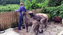 BEST OF IRISH WOLFHOUND - THE GIANT DOG BREED