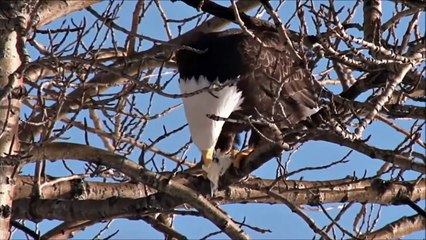 BALD EAGLE VS PHILIPPINE EAGLE - Which is the Strongest