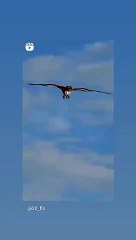 To achieve your goal, you must be like an eagle that does not disappoint in its goal